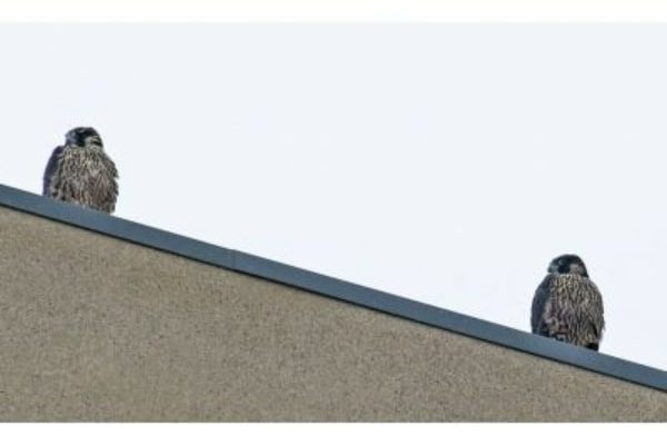 Two falcons perched on building