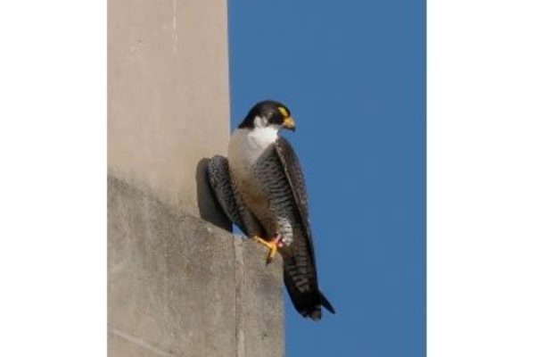 Falcon perched on building side