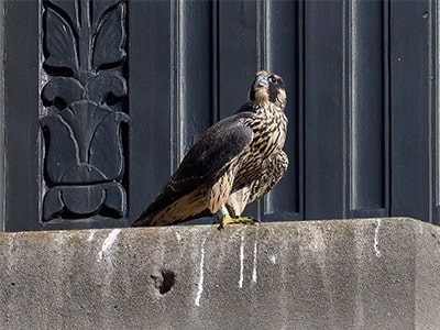 About Peregrine Falcons