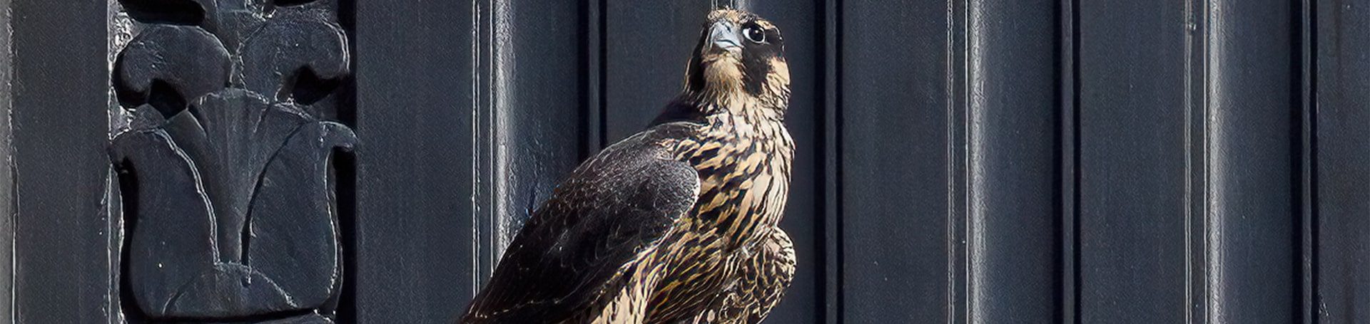 About Peregrine Falcons