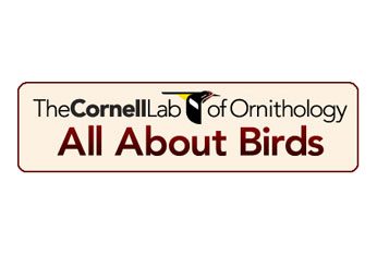 Cornell lab All About Birds