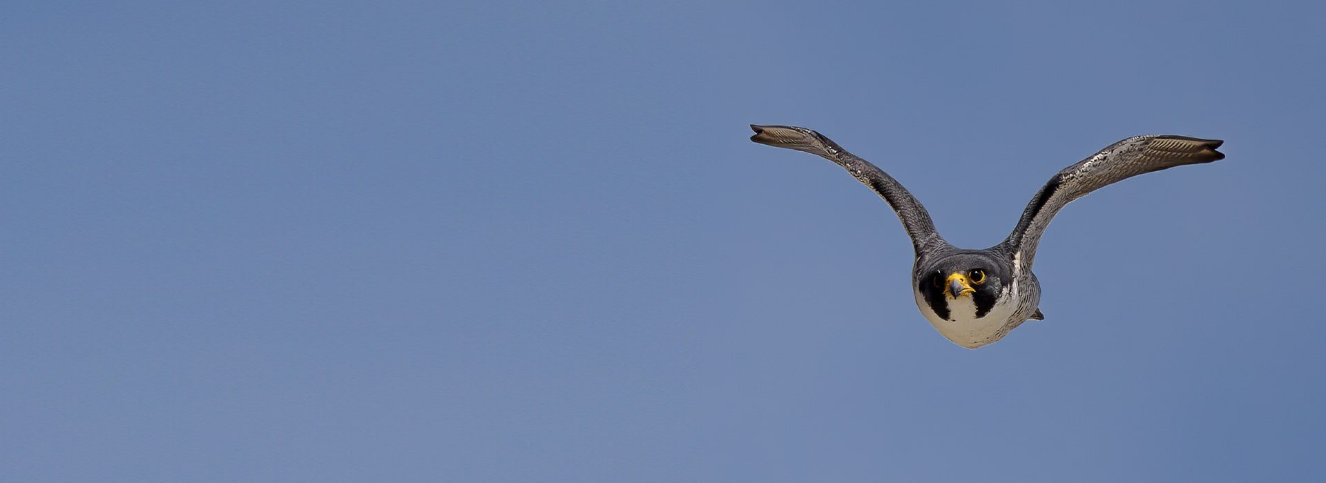 Help the Kalamazoo Peregrine Falcons