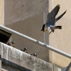 Kalamazoo Falcons-Vantland