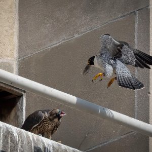 Kalamazoo Falcons-Vantland