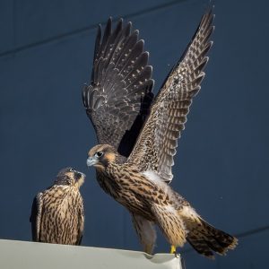 Kalamazoo Falcons-Vantland