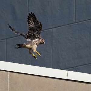 Kalamazoo Falcons-Vantland