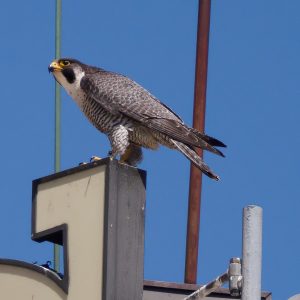 Kalamazoo Falcons-Vantland