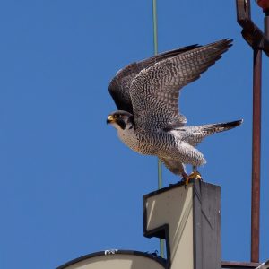 Kalamazoo Falcons-Vantland