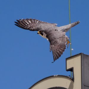 Kalamazoo Falcons-Vantland