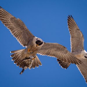 Kalamazoo Falcons-Vantland