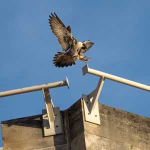 Kalamazoo Falcons-Vantland