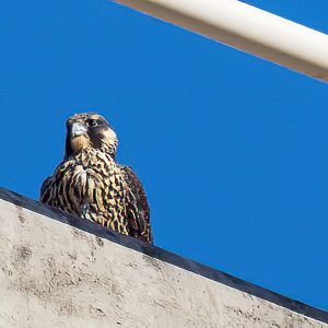 Kalamazoo Falcons-Vantland