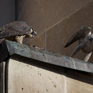 Kalamazoo Falcons-Vantland