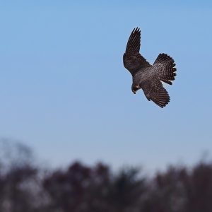 Kalamazoo Falcons-Vantland