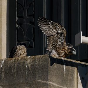 Kalamazoo Falcons-Vantland