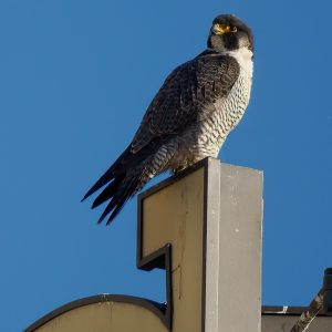 Kalamazoo Falcons-Vantland