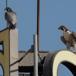 Kalamazoo Falcons-Vantland