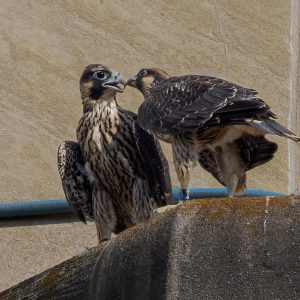 Kalamazoo Falcons-Vantland