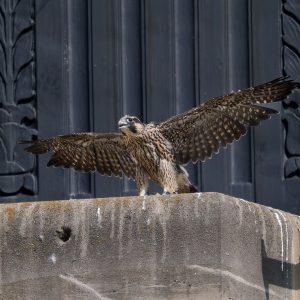 Kalamazoo Falcons-Vantland