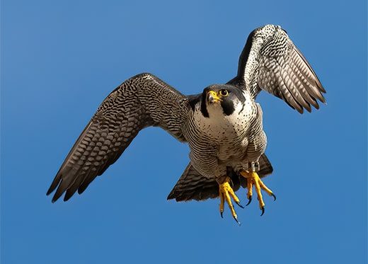 Learn About Falcons