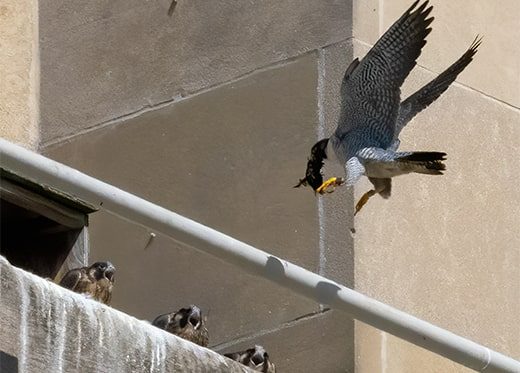 Learn About Falcons