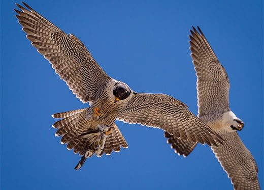 Learn About Falcons