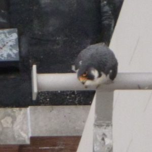 Kalamazoo Falcons - 2013, April Nest Box Installation