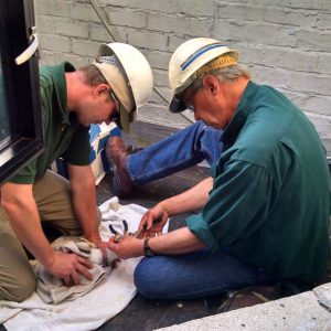 Kalamazoo Falcons 2015 Banding Day