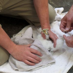 Kalamazoo Falcons 2015 Banding Day