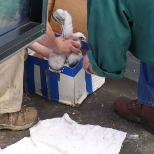 Kalamazoo Falcons 2015 Banding Day