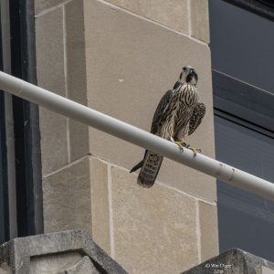 Kalamazoo Peregrine Falcons 2018