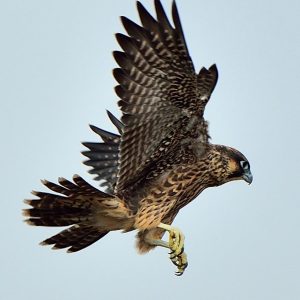 Kalamazoo Peregrine Falcons