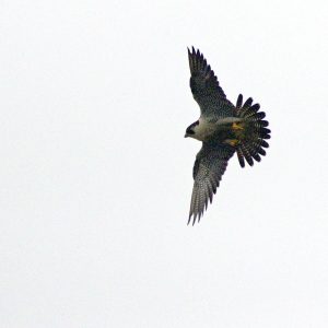 Kalamazoo Peregrine Falcons