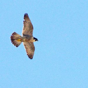 Kalamazoo Peregrine Falcons