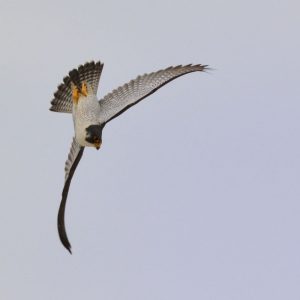 Kalamazoo Peregrine Falcons