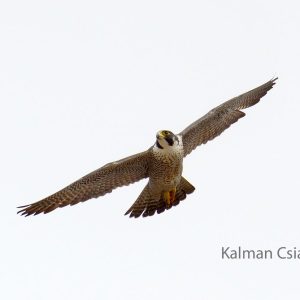 Kalamazoo Peregrine Falcons