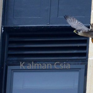 Kalamazoo Peregrine Falcons