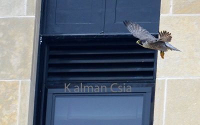 Kalamazoo Peregrine Falcons