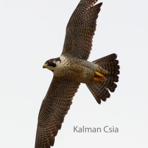 Kalamazoo Peregrine Falcons