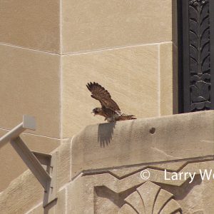 Kalamazoo Peregrine Falcons