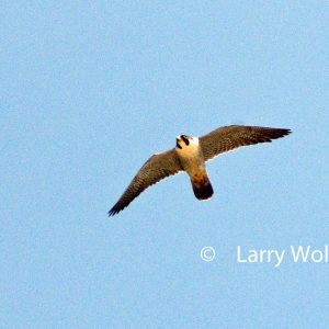 Kalamazoo Peregrine Falcons