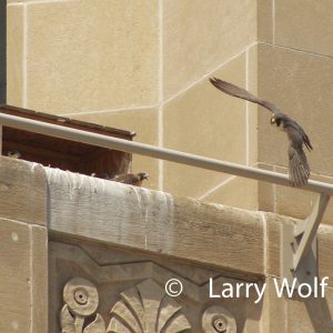 Kalamazoo Peregrine Falcons