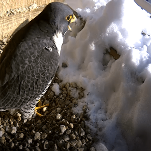 Kalamazoo Peregrine Falcons 2018