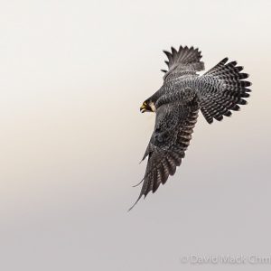 Kalamazoo Peregrine Falcons 2018