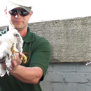 Kalamazoo Falcons 2015 Banding Day