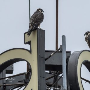 Kalamazoo Peregrine Falcons 2018